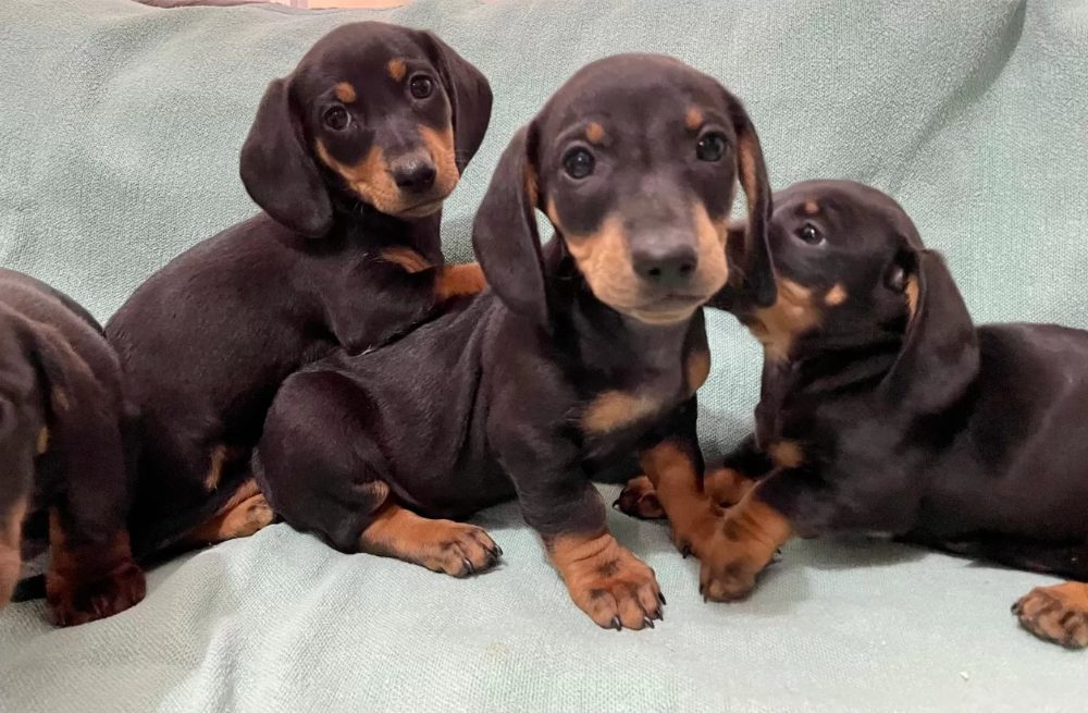 Hladkosrstý trpasličí jezevčík