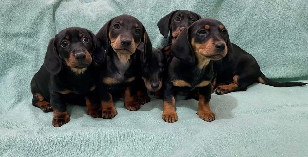 Hladkosrstý trpasličí jezevčík