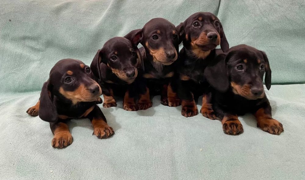 Hladkosrstý trpasličí jezevčík