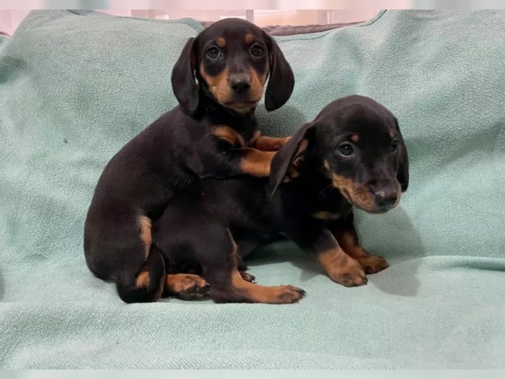 Hladkosrstý trpasličí jezevčík