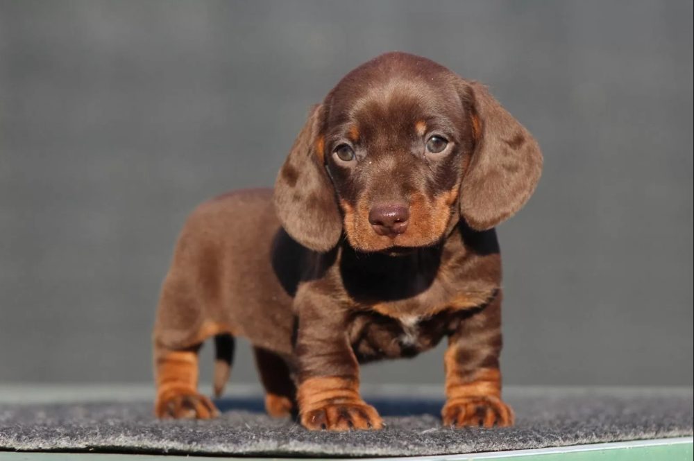 Jezevčík hladkosrstý trpasličí bez PP