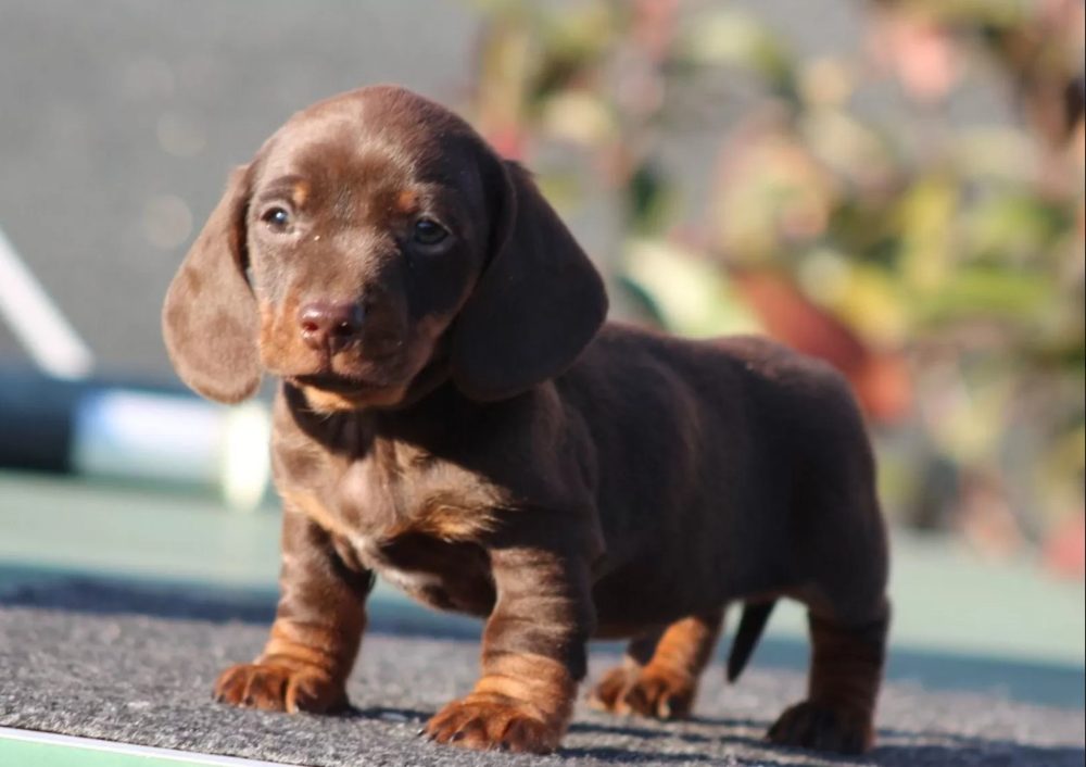 Jezevčík hladkosrstý trpasličí bez PP