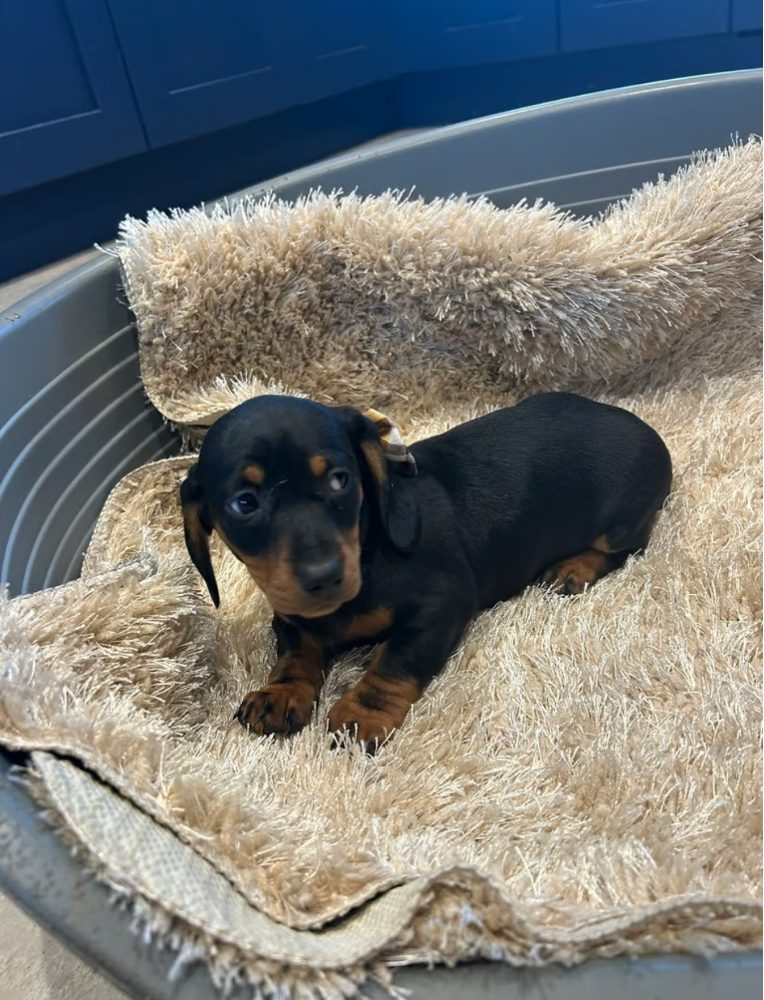 Jezevčík hladkosrstý trpasličí bez PP