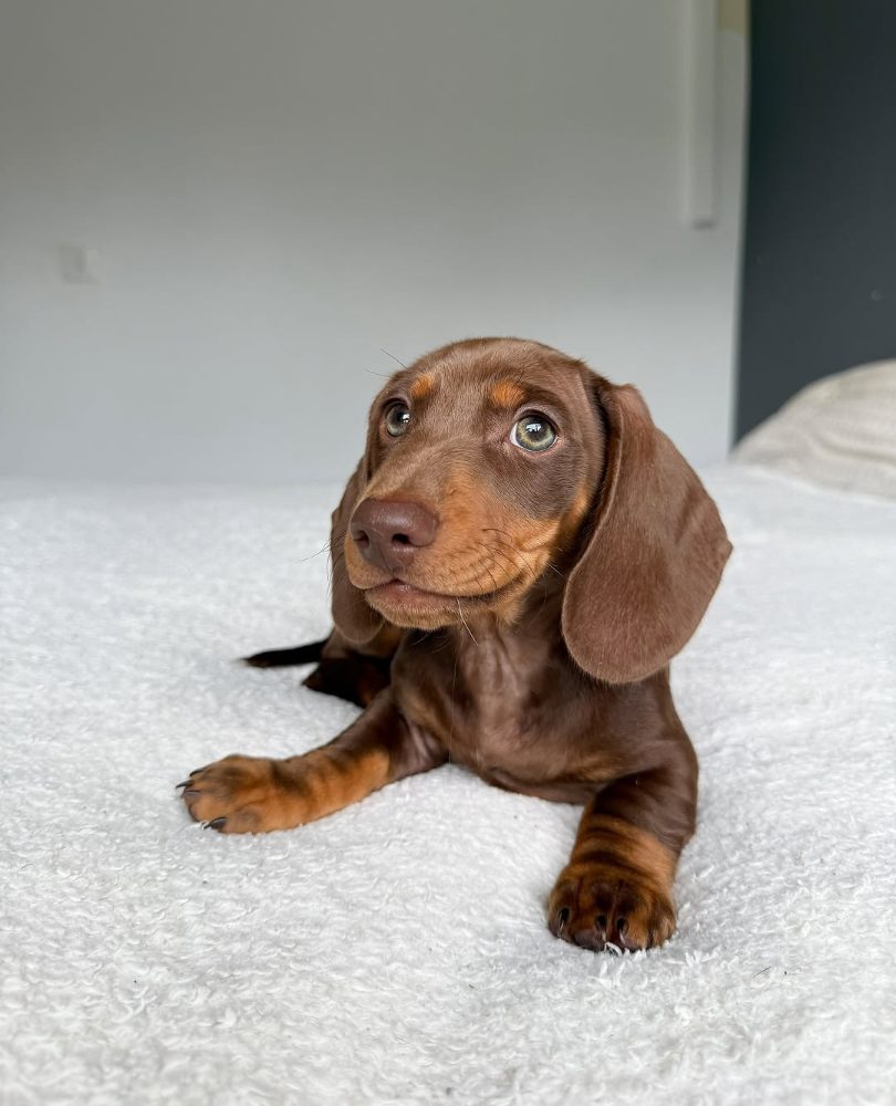 Jezevčík hladkosrstý trpasličí s PP