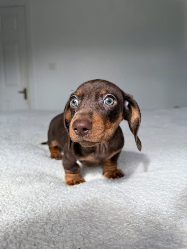 Jezevčík hladkosrstý trpasličí s PP