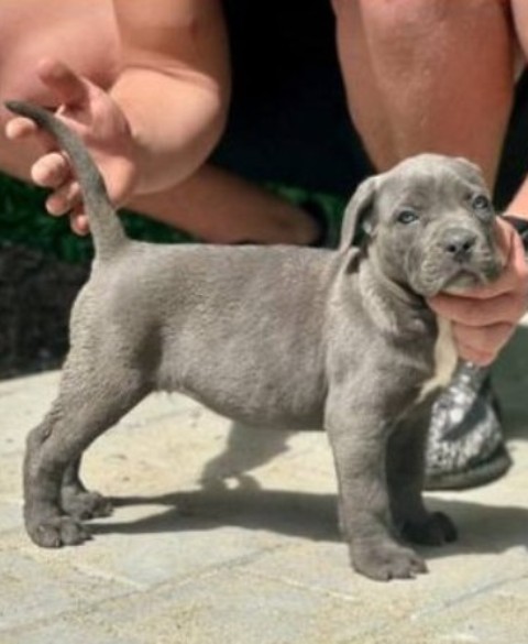 Štěňata Cane Corso obou pohlaví