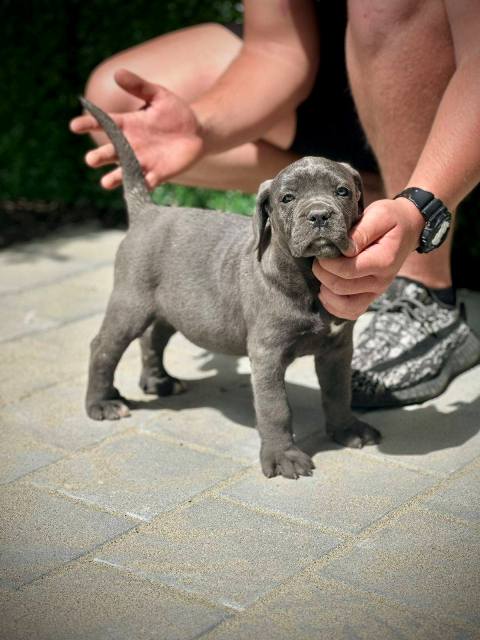 Štěňata Cane Corso obou pohlaví