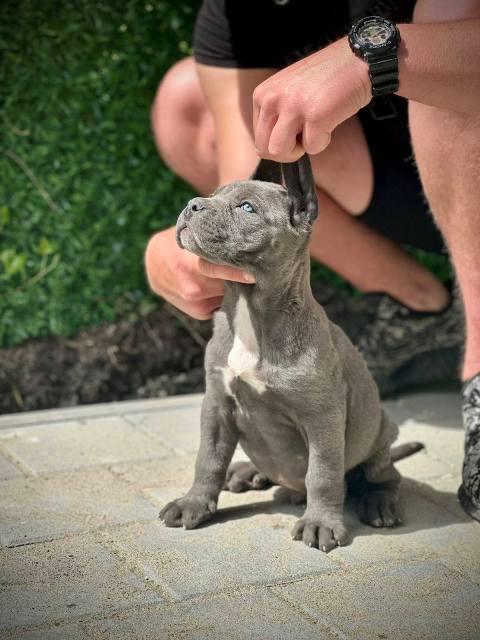 Štěňata Cane Corso obou pohlaví