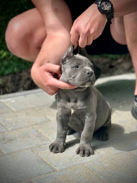 Štěňata Cane Corso obou pohlaví