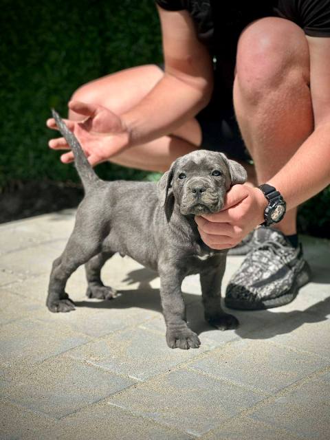 Štěňata Cane Corso obou pohlaví