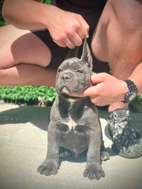 Štěňata Cane Corso obou pohlaví