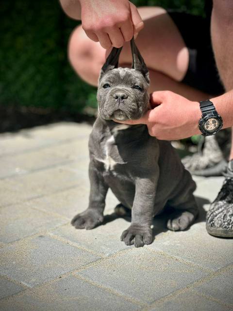 Štěňata Cane Corso obou pohlaví