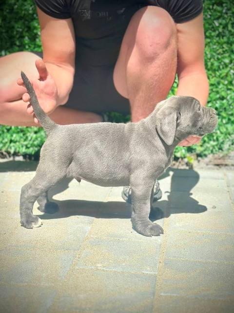 Štěňata Cane Corso obou pohlaví