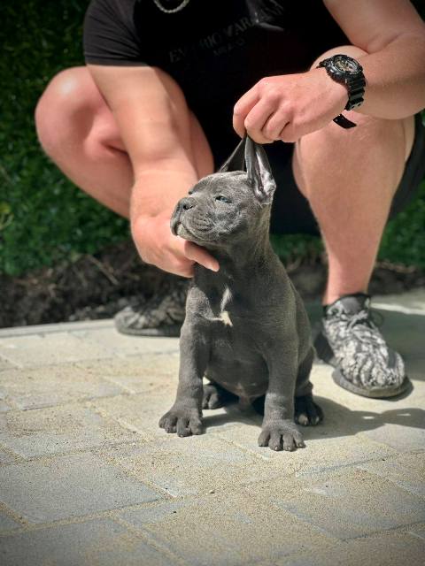 Štěňata Cane Corso obou pohlaví