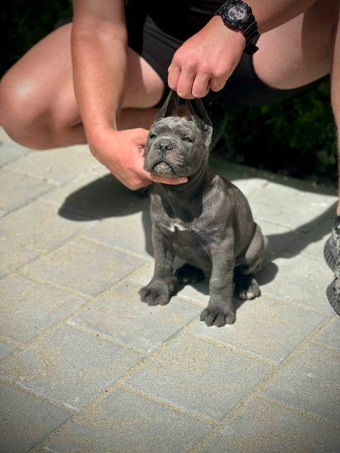 Štěňata Cane Corso obou pohlaví
