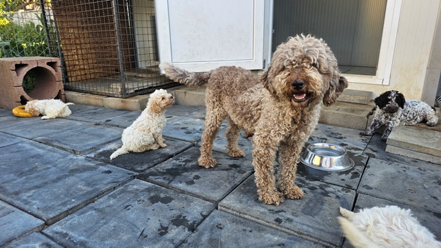 Štěňata Lagotto Romagnolo