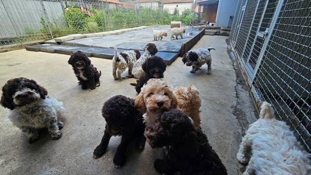 Štěňata Lagotto Romagnolo