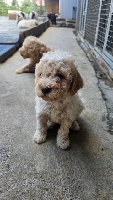 Štěňata Lagotto Romagnolo