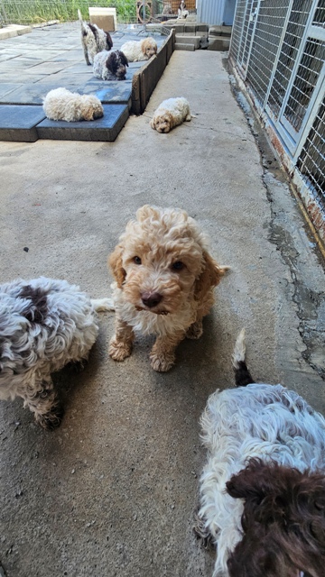 Štěňata Lagotto Romagnolo