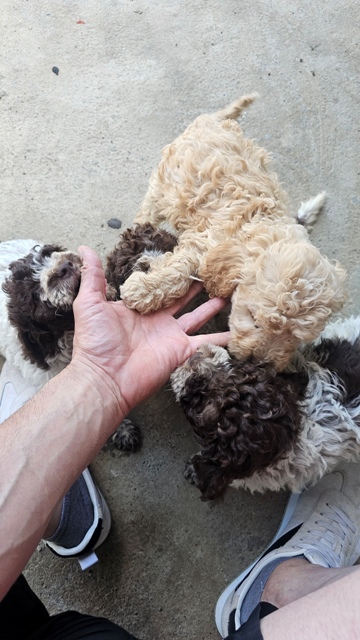 Štěňata Lagotto Romagnolo