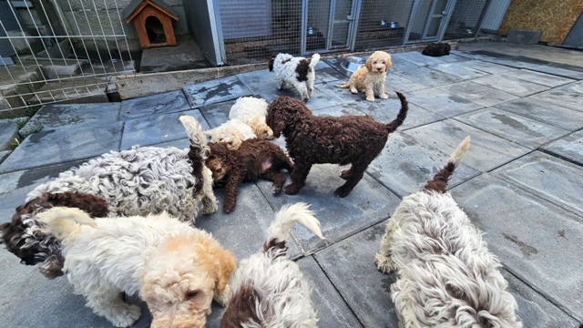 Štěňata Lagotto Romagnolo