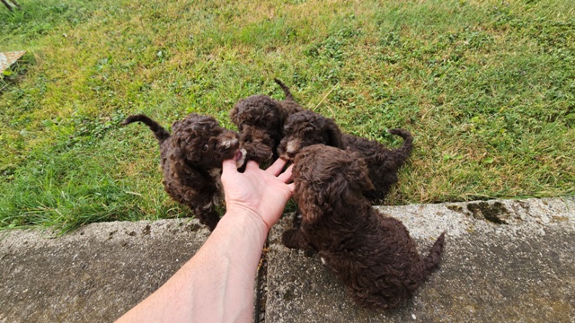 Štěňata Lagotto Romagnolo