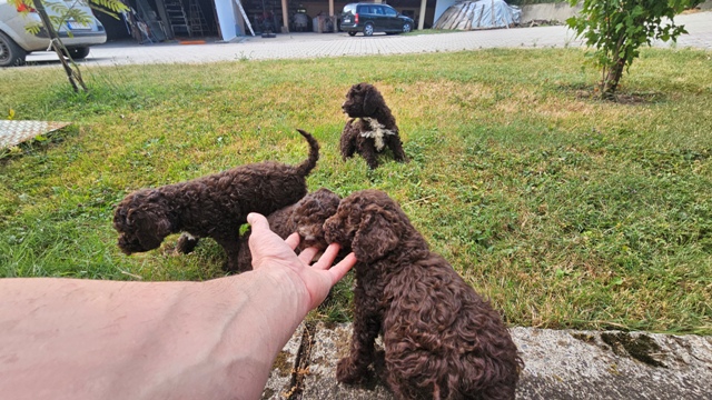 Štěňata Lagotto Romagnolo