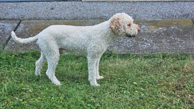 Štěňata Lagotto Romagnolo