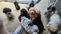 Štěňata Lagotto Romagnolo