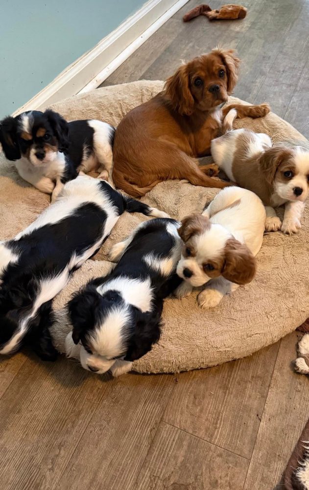 Cavalier King Charles španěl s průkazem původu