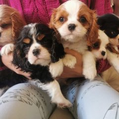 Cavalier King Charles španěl s průkazem původu