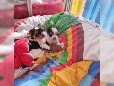 Jorkšírský teriér s PP FCI - ihned k odběru