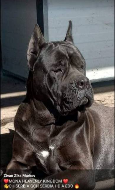 Štěňata Cane Corso obou pohlaví Štěňata Cane Corso obou pohlaví