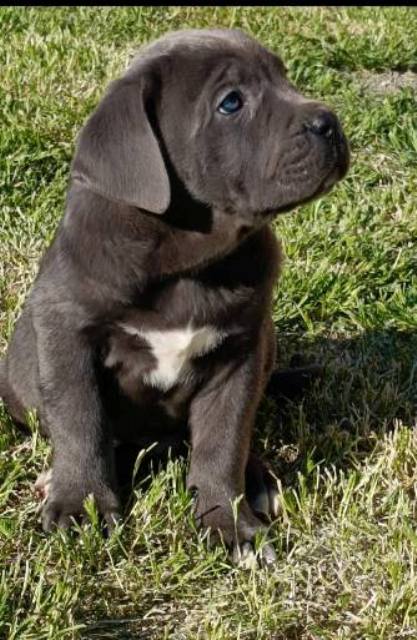 Štěňata Cane Corso obou pohlaví Štěňata Cane Corso obou pohlaví
