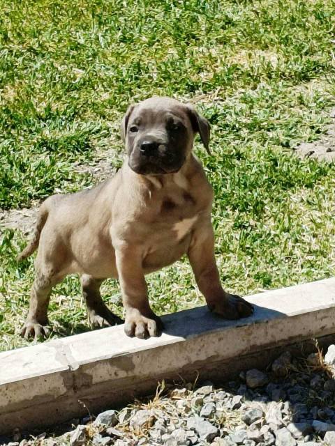 Štěňata Cane Corso obou pohlaví Štěňata Cane Corso obou pohlaví