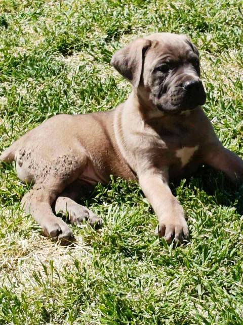 Štěňata Cane Corso obou pohlaví Štěňata Cane Corso obou pohlaví