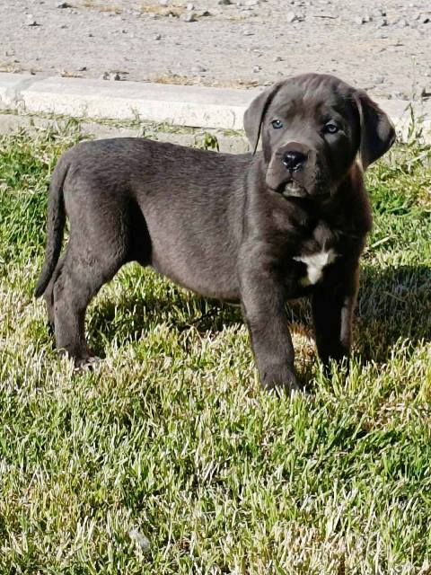 Štěňata Cane Corso obou pohlaví Štěňata Cane Corso obou pohlaví