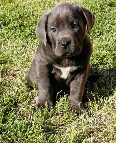 Štěňata Cane Corso obou pohlaví Štěňata Cane Corso obou pohlaví
