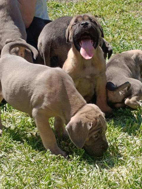 Štěňata Cane Corso obou pohlaví Štěňata Cane Corso obou pohlaví