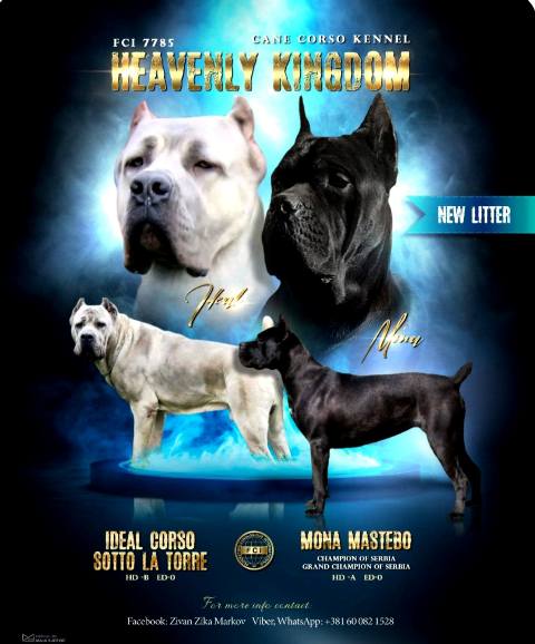 Štěňata Cane Corso obou pohlaví Štěňata Cane Corso obou pohlaví