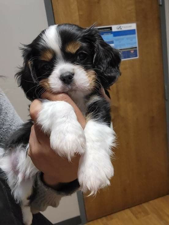 Šteniatka kavaliera king charles spaniela.