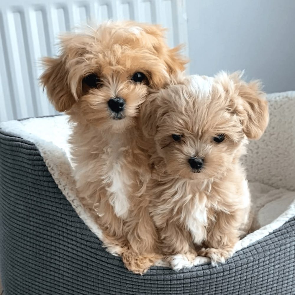 Máme na prodej štěňátka Maltipoo.