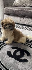 Roztomilá štěňata shih-tzu