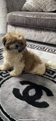 Roztomilá štěňata shih-tzu