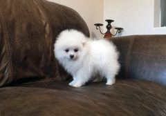 Úžasná štěňata pomeraniana