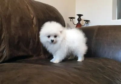 Úžasná štěňata pomeraniana