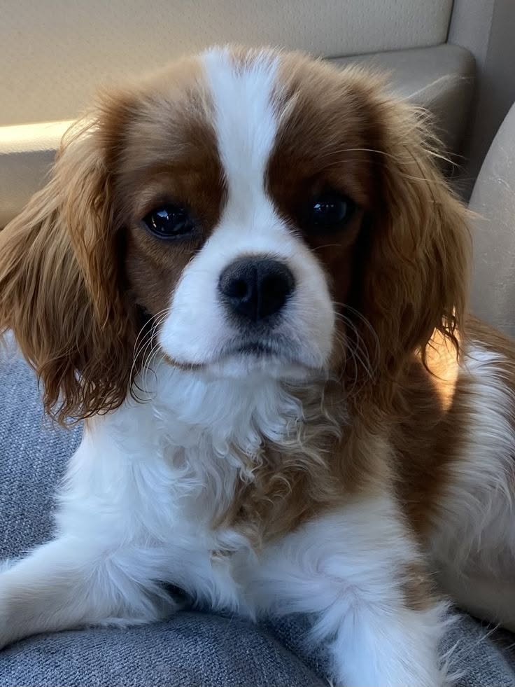 Cavalier King Charles španěl štěňátka Cavalier King Charles španěl štěňátka