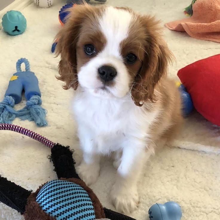 Cavalier King Charles španěl štěňátka Cavalier King Charles španěl štěňátka