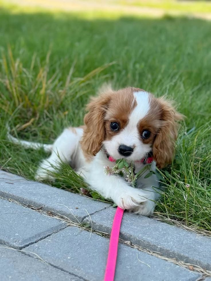 Cavalier King Charles španěl štěňátka Cavalier King Charles španěl štěňátka