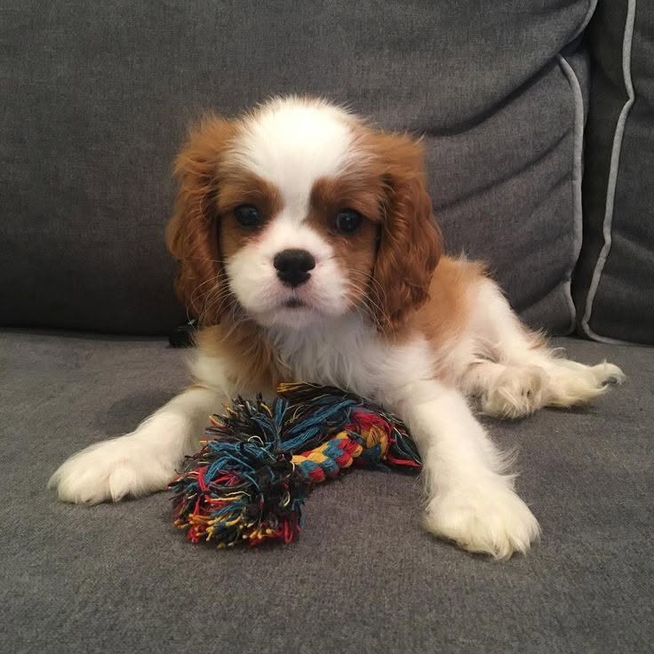 Cavalier King Charles španěl štěňátka Cavalier King Charles španěl štěňátka